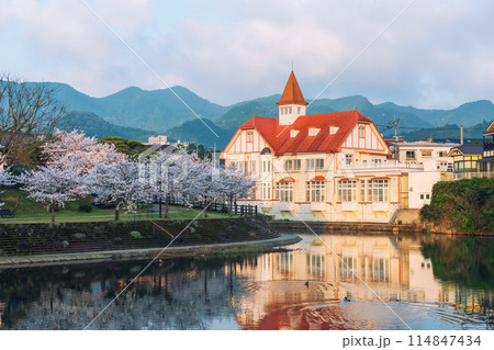 Siebold no Yu, cherry blossom, swimming duck on river, Ureshino Siebold no Yu, cherry blossom, swimming duck on river, Ureshino 114847434