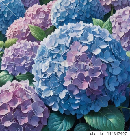 カラフルな紫陽花 114847497