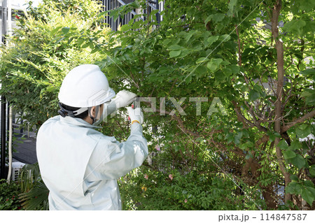 伸びた庭木をハサミで切る作業員 114847587