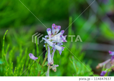 ムラサキケマンの花 114847637