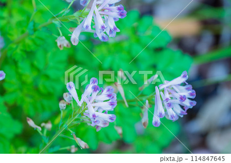 ムラサキケマンの花 ムラサキケマンの花 114847645
