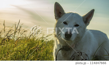 portrait of a white domestic dog at sunset 114847666