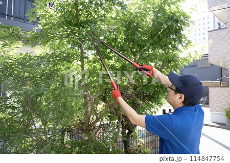 伸びた庭木をハサミで切る作業員 伸びた庭木をハサミで切る作業員 114847754
