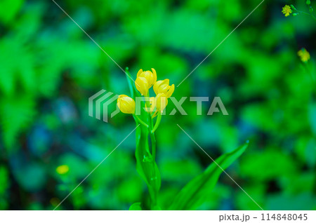 キンランの黄色い花 114848045
