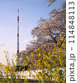 新開タワー　桜並木と菜の花　さいたま市の桜 114848113