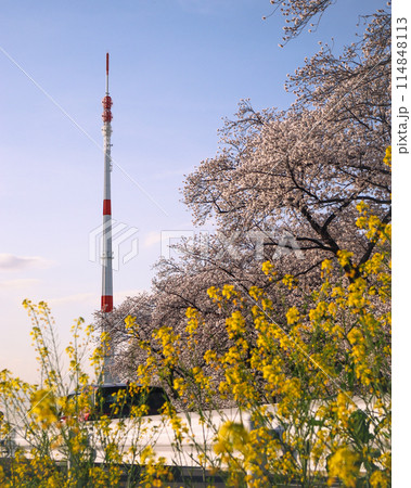 新開タワー　桜並木と菜の花　さいたま市の桜 114848113