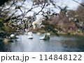 井の頭公園の桜 114848122