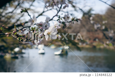 井の頭公園の桜 114848122
