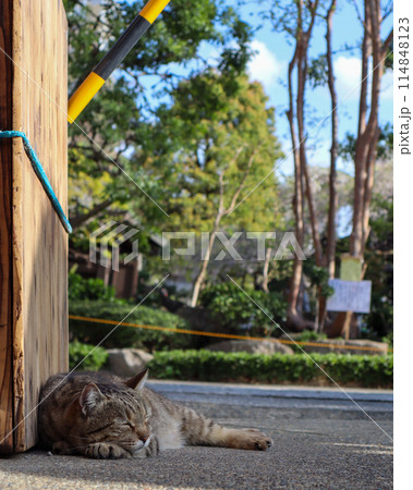 道路の上で昼寝する猫 道路の上で昼寝する猫 114848123