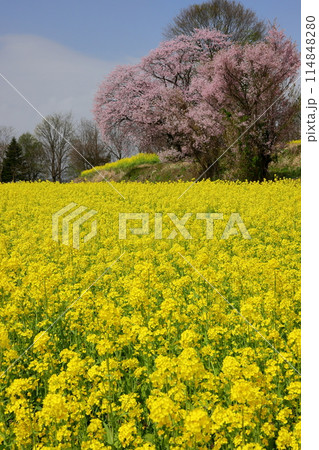 長野県飯山市瑞穂 千曲川を見下ろす高台にある菜の花公園の一面の菜の花とオオヤマザクラの一本桜 長野県飯山市瑞穂 千曲川を見下ろす高台にある菜の花公園の一面の菜の花とオオヤマザクラの一本桜 114848280