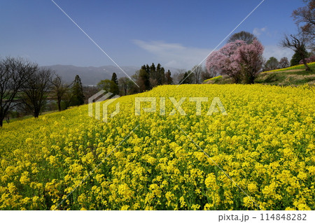 長野県飯山市瑞穂 千曲川を見下ろす高台にある菜の花公園の一面の菜の花とオオヤマザクラの一本桜 長野県飯山市瑞穂 千曲川を見下ろす高台にある菜の花公園の一面の菜の花とオオヤマザクラの一本桜 114848282