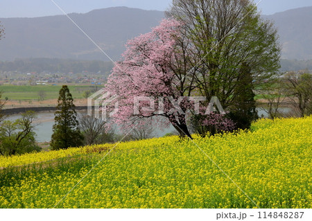 長野県飯山市瑞穂 千曲川を見下ろす高台にある菜の花公園の一面の菜の花とオオヤマザクラの一本桜 長野県飯山市瑞穂 千曲川を見下ろす高台にある菜の花公園の一面の菜の花とオオヤマザクラの一本桜 114848287