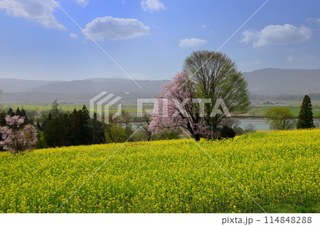 長野県飯山市瑞穂 千曲川を見下ろす高台にある菜の花公園の一面の菜の花とオオヤマザクラの一本桜 長野県飯山市瑞穂 千曲川を見下ろす高台にある菜の花公園の一面の菜の花とオオヤマザクラの一本桜 114848288