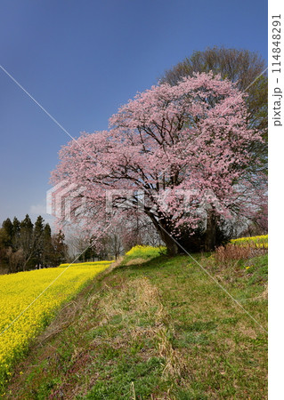 長野県飯山市瑞穂　千曲川を見下ろす高台にある菜の花公園の一面の菜の花とオオヤマザクラの一本桜 114848291