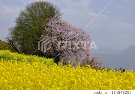 長野県飯山市瑞穂 千曲川を見下ろす高台にある菜の花公園の一面の菜の花とオオヤマザクラの一本桜 長野県飯山市瑞穂 千曲川を見下ろす高台にある菜の花公園の一面の菜の花とオオヤマザクラの一本桜 114848295