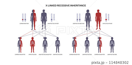 X linked recessive inheritance X linked recessive inheritance 114848302