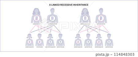 X linked recessive inheritance 114848303