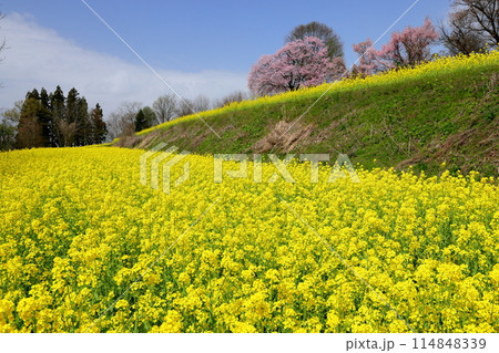 長野県飯山市瑞穂 千曲川を見下ろす高台にある菜の花公園の一面の菜の花と桜などの景色 長野県飯山市瑞穂 千曲川を見下ろす高台にある菜の花公園の一面の菜の花と桜などの景色 114848339