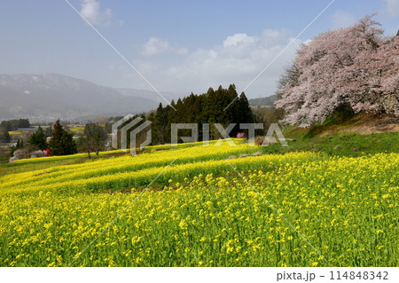 長野県飯山市瑞穂 千曲川を見下ろす高台にある菜の花公園の一面の菜の花と桜などの景色 長野県飯山市瑞穂 千曲川を見下ろす高台にある菜の花公園の一面の菜の花と桜などの景色 114848342