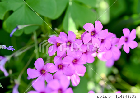 イモカタバミ イモカタバミ 114848535