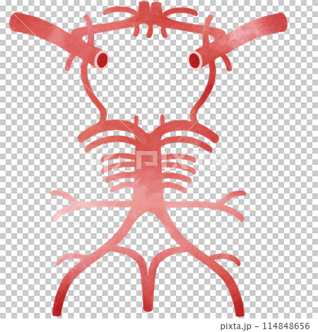 The anterior and posterior circulations meet at the circle of Willis 114848656