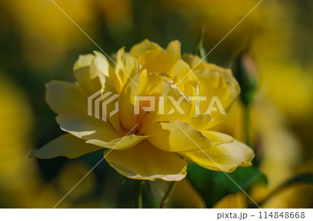 黄色いバラ　淡い　明るい 114848668