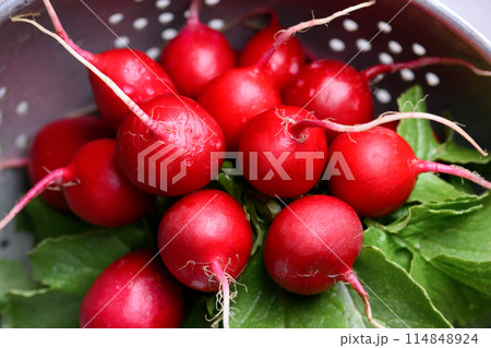 Fresh farm organic garden red radish 114848924