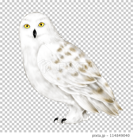 Snowy owl illustration 114849040