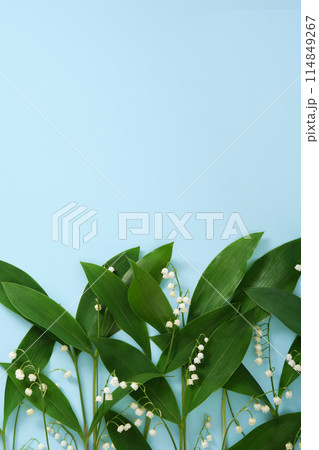 Blue background with lilies of the valley along the bottom edge. Place for your text 114849267