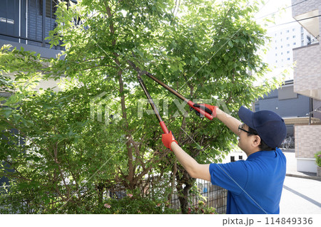 伸びた庭木をハサミで切る作業員 114849336