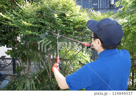 伸びた庭木をハサミで切る作業員 114849337