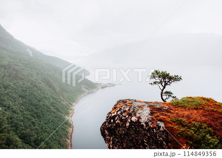 Foggy view on lonely tree growing on cliff Foggy view on lonely tree growing on cliff 114849356