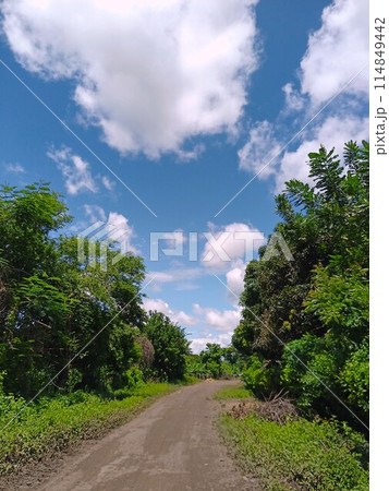 晴れた日の中米の田舎道 晴れた日の中米の田舎道 114849442