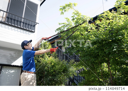 伸びた庭木をハサミで切る作業員 114849714