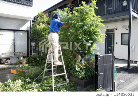 脚立にのって伸びた庭木をハサミで切る作業員 脚立にのって伸びた庭木をハサミで切る作業員 114850033