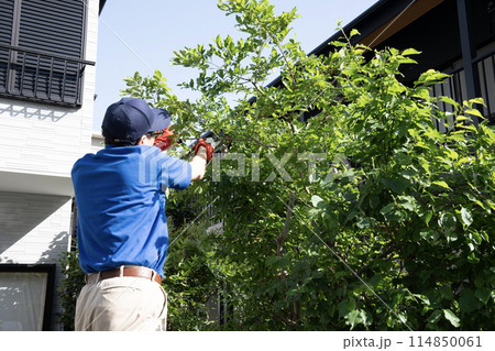 脚立にのって伸びた庭木をハサミで切る作業員 脚立にのって伸びた庭木をハサミで切る作業員 114850061