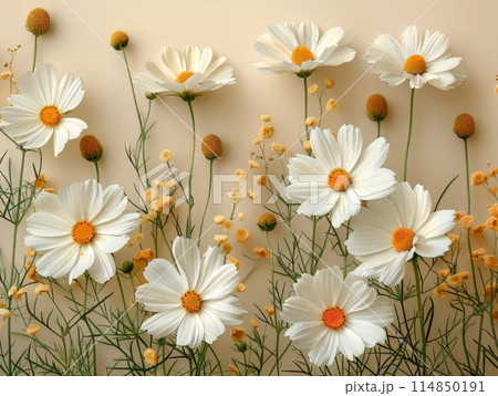 photo white daisy arrangement on the cream colored paper background, 114850191