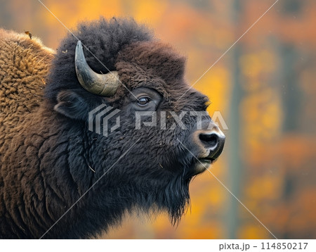 American Bison in South Dakota American Bison in South Dakota 114850217