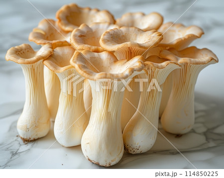 Mushroom Oyster is a type of edible mushroom that belongs to the Pleurotus genus. Mushroom Oyster is a type of edible mushroom that belongs to the Pleurotus genus. 114850225