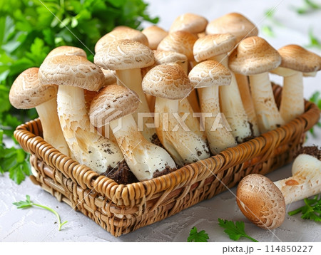 Mushroom Oyster is a type of edible mushroom that belongs to the Pleurotus genus. Mushroom Oyster is a type of edible mushroom that belongs to the Pleurotus genus. 114850227