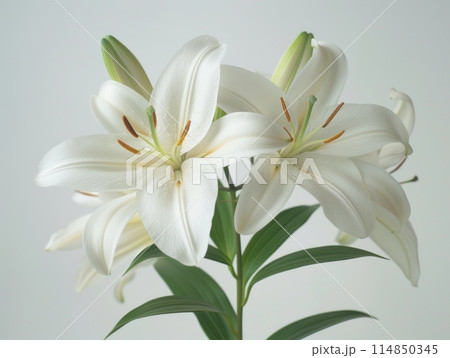 Stargazer lily in a bouquet of cut flowers on a white background Stargazer lily in a bouquet of cut flowers on a white background 114850345