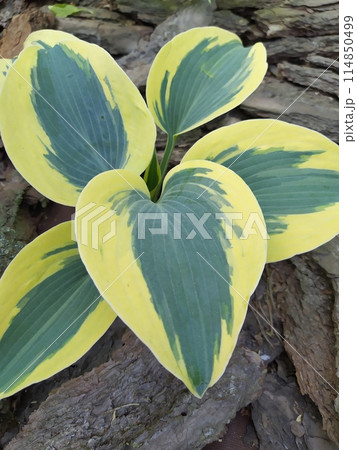 Young yellow blue leaves on hosta, a colorful perennial in the garden Young yellow blue leaves on hosta, a colorful perennial in the garden 114850499