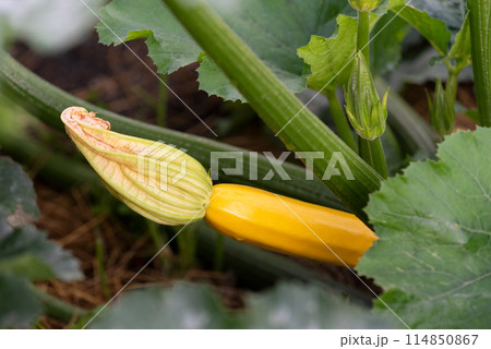 Squash Zucchini Yellow Squash Zucchini Yellow 114850867