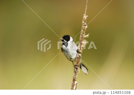 Common reed bunting perched on a reed Common reed bunting perched on a reed 114851108
