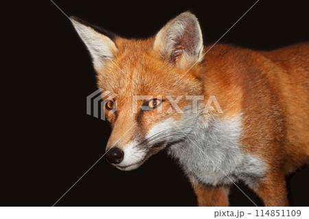 Portrait of a red fox against black background Portrait of a red fox against black background 114851109
