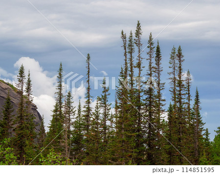 Pine trees overlook valley. 114851595