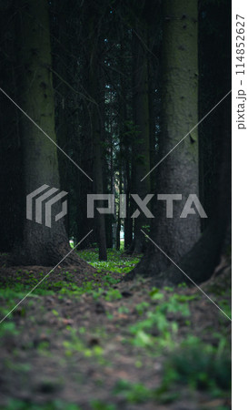 Century-old pine trees in the old park Century-old pine trees in the old park 114852627