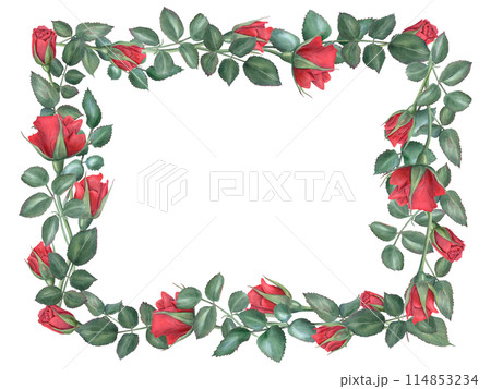 Red roses. Ruby flowers and green leaves. Horizontal floral frame. Intertwining rose stems with buds. Blooming summer plants. Watercolor illustration for wedding design, memorial day 114853234