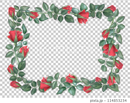 Red roses. Ruby flowers and green leaves. Horizontal floral frame. Intertwining rose stems with buds. Blooming summer plants. Watercolor illustration for wedding design, memorial day 114853234