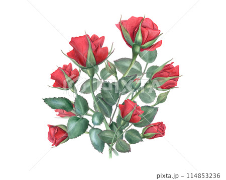 Red rose bouquet. Elegant flowers and green leaves on stem. Romantic flower. Vintage realistic botanical roses. Watercolor illustration of summer romantic plants. For wedding greeting, for memory day Red rose bouquet. Elegant flowers and green leaves on stem. Romantic flower. Vintage realistic botanical roses. Watercolor illustration of summer romantic plants. For wedding greeting, for memory day 114853236